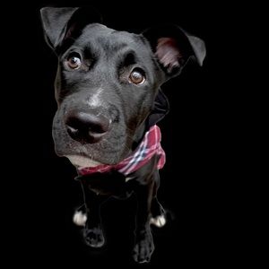 Meet your Posher, Karen